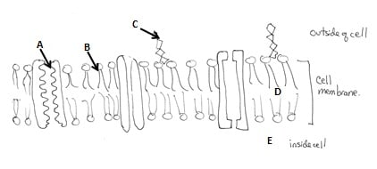 Parts Of A Cell Membrane